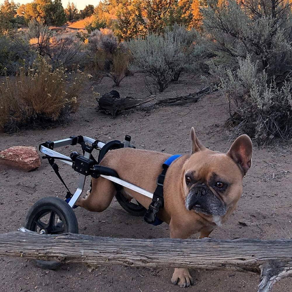 K9 Carts Original Dog Wheelchair