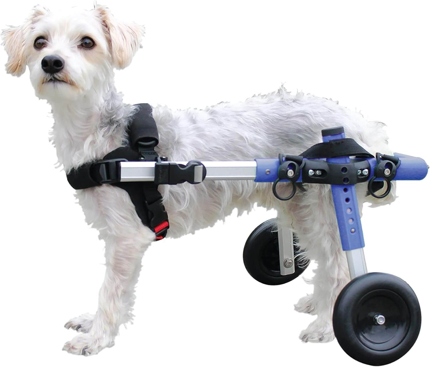 Walkin Wheels Dog Wheelchair for Small Dogs